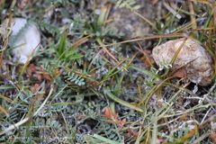 Gentiana leucomelaena